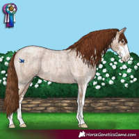 Horse Color:Red Dun Roan Sabino  and Red Dun Roan Sabino 