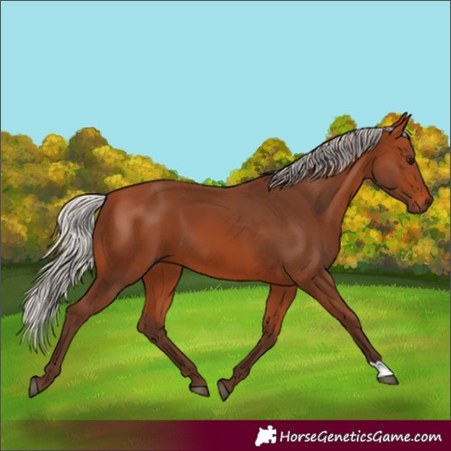 Horse Color:Silver Bay