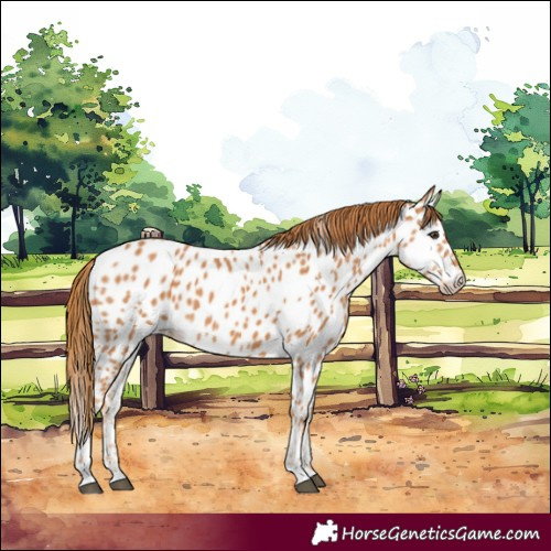 Horse Color:Chestnut Appaloosa