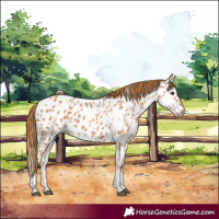 Horse Color:Chestnut Appaloosa