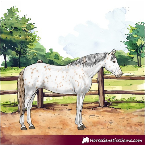 Horse Color:Chestnut Appaloosa 