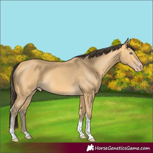 Horse Color:Amber Cream Champagne Tobiano 