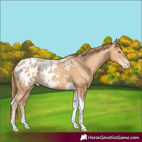 Horse Color:Gold Champagne Tobiano Blanket