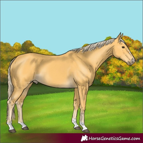 Horse Color:Palomino