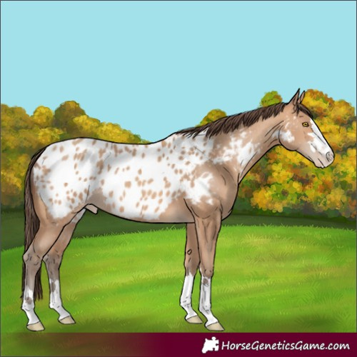 Horse Color:Amber Champagne Appaloosa 