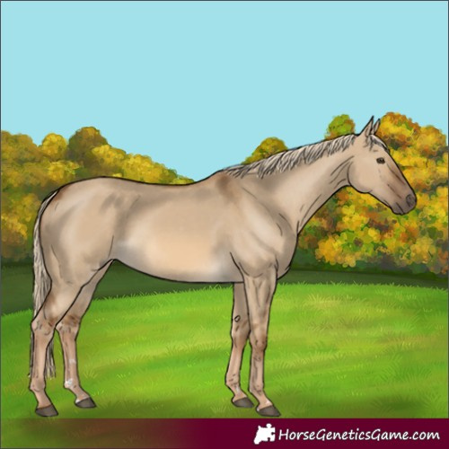Horse Color:Chocolate Palomino Dun Rabicano 