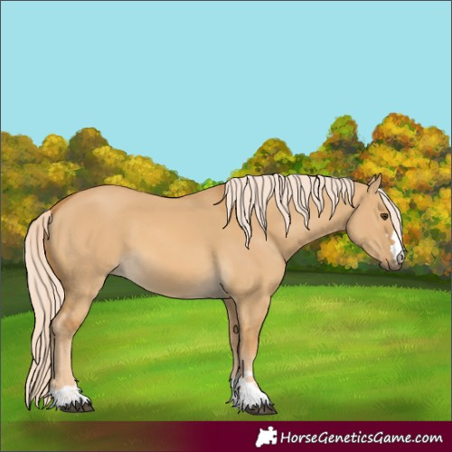 Horse Color:Palomino Dun 