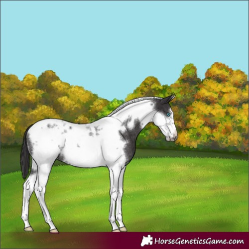 Horse Color:Smoky Black Tobiano Frame Rabicano 