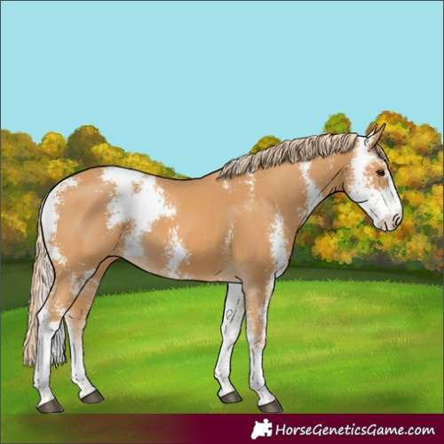 Horse Color:Chestnut Sabino 