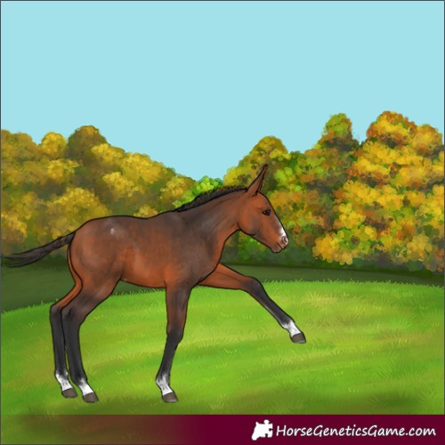 Horse Color:Bay Appaloosa
