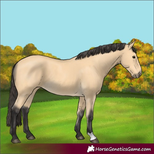 Horse Color:Buckskin 
