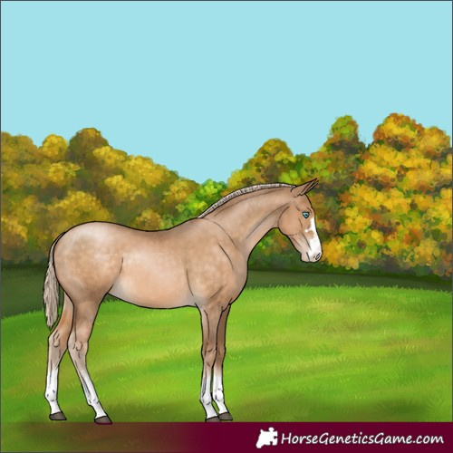 Horse Color:Chocolate Palomino Pearl 