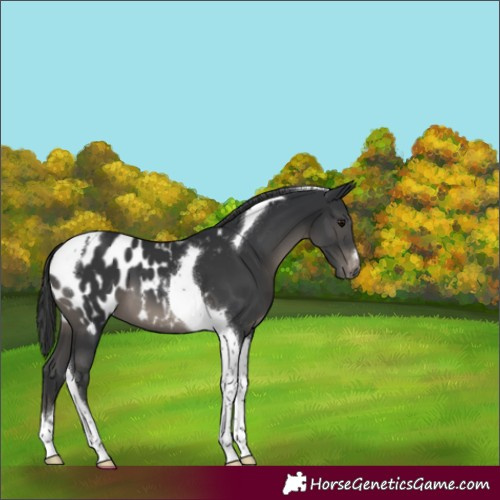 Horse Color:Black Tobiano Blanket 