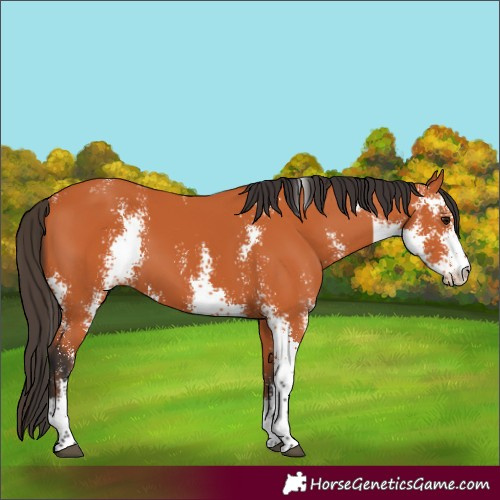 Horse Color:Bay Sabino 