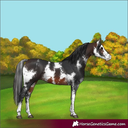 Horse Color:Brown Sabino