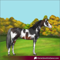 Horse Color:Brown Sabino 