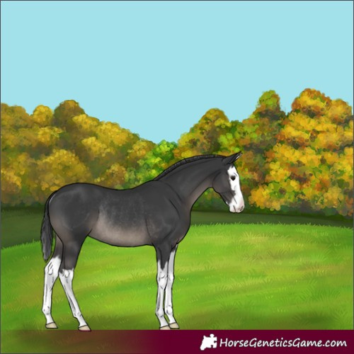 Horse Color:Black Splash Rabicano 