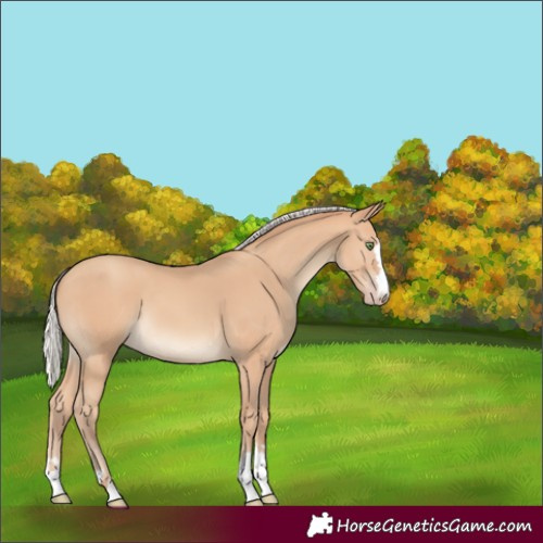 Horse Color:Silver Amber Champagne 