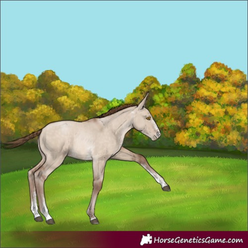 Horse Color:Brown Pearl Dun Sabino Rabicano
