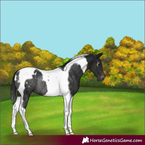 Horse Color:Gray Black Tobiano Appaloosa Rabicano 