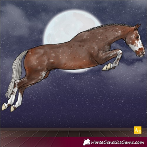 Horse Color:Silver Bay Sabino 