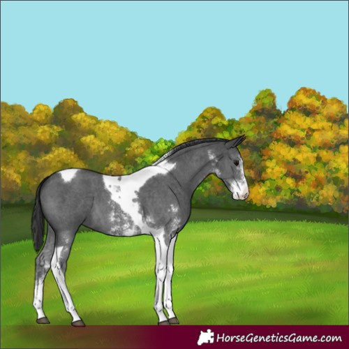 Horse Color:Black Sabino Tobiano