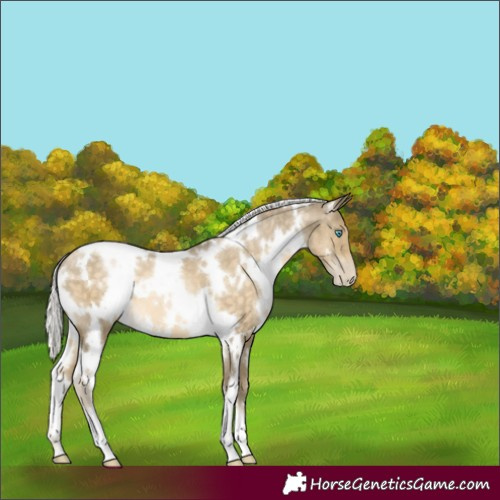 Horse Color:White Spotted Silver Buckskin Pearl