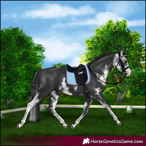 Horse Color:Black Sabino