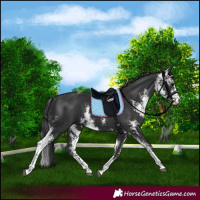 Horse Color:Black Sabino