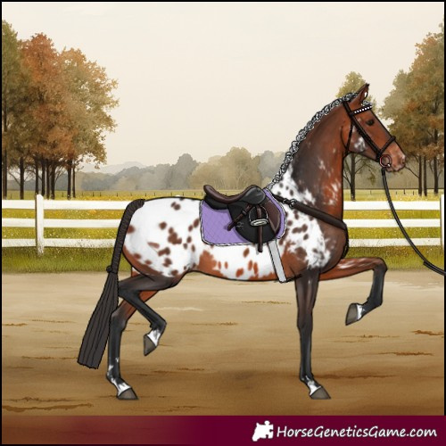Horse Color:Bay Near Leopard 