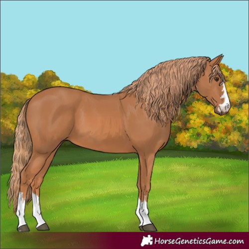 Horse Color:Chestnut 