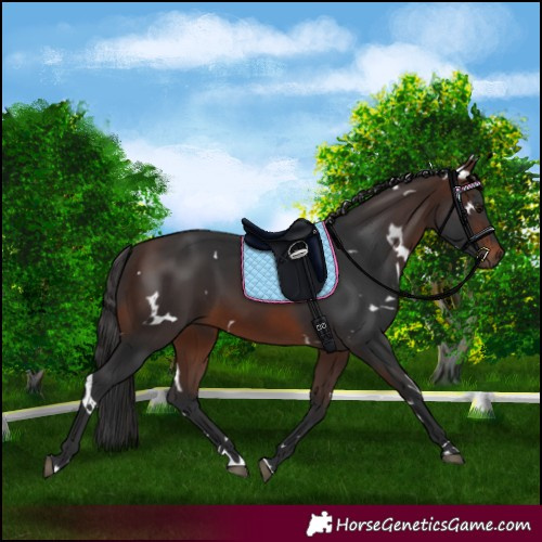 Horse Color:White Spotted Brown 