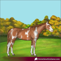 Horse Color:Chestnut Sabino