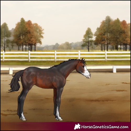 Horse Color:Bay Sabino