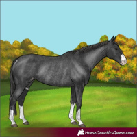 Horse Color:Black Appaloosa Rabicano 