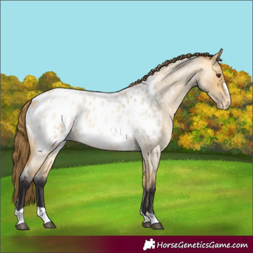 Horse Color:Buckskin Roan Dun Appaloosa