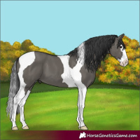 Horse Color:Grullo Splash Tobiano