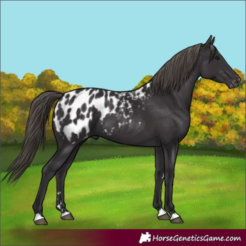 Horse Color:Smoky Black Appaloosa