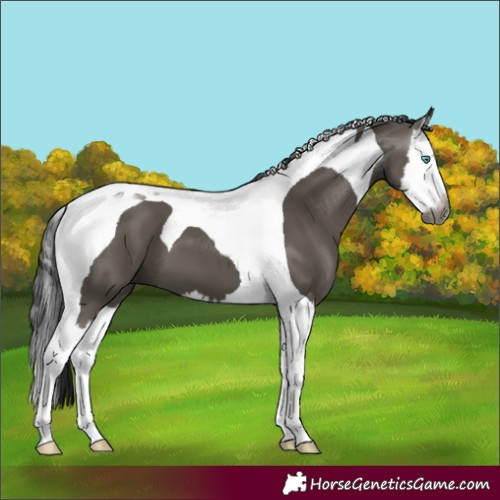 Horse Color:Gray Grullo Splash Tobiano 
