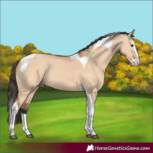 Horse Color:Bay Dun Splash Tobiano 