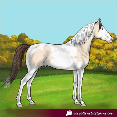 Horse Color:Amber Champagne Dun Splash Tobiano
