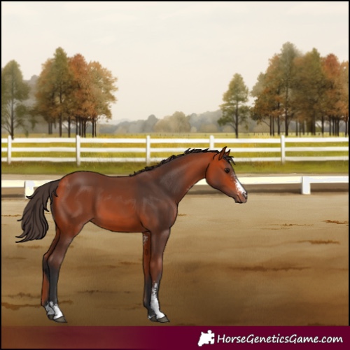 Horse Color:Bay Sabino 