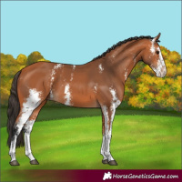 Horse Color:Bay Sabino 