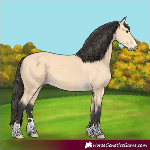 Horse Color:Buckskin 