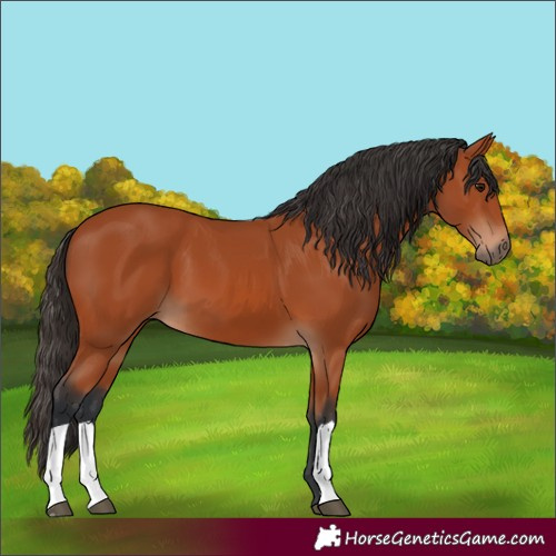 Horse Color:Bay 