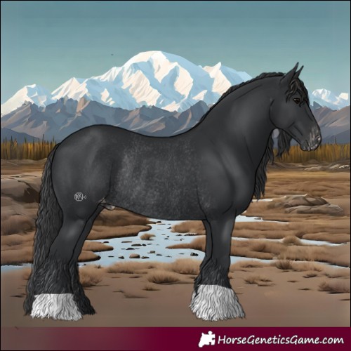 Horse Color:Black Appaloosa Rabicano