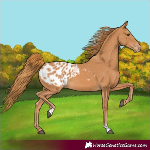 Horse Color:Chestnut Blanket