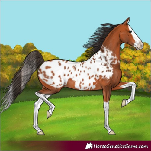 Horse Color:Bay Splash Appaloosa 