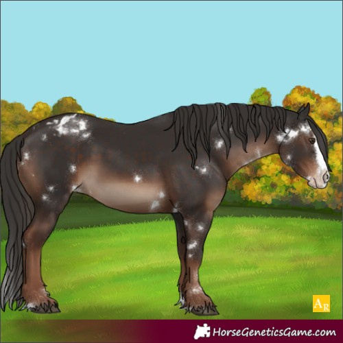 Horse Color:White Spotted Liver Chestnut Splash Appaloosa