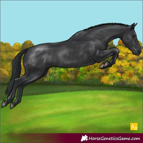 Horse Color:Black Rabicano